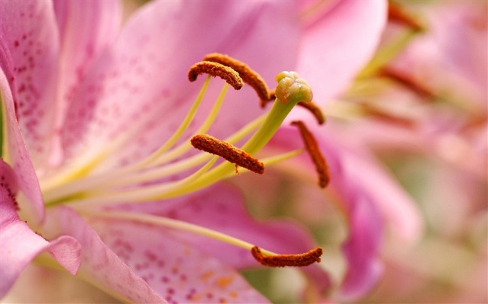 Lily pink macro petals-Fresh theme wallpaper Views:6260 Date:2016/8/27 3:27:21