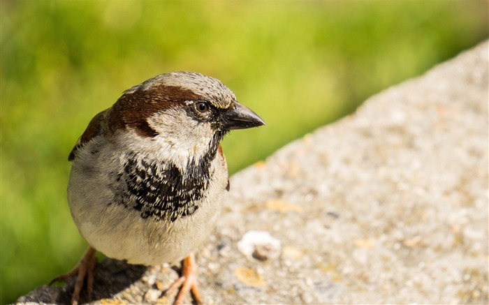 Little bird close up bokeh-2016 iMac Rétine HD Fonds d'écran Vues:6803