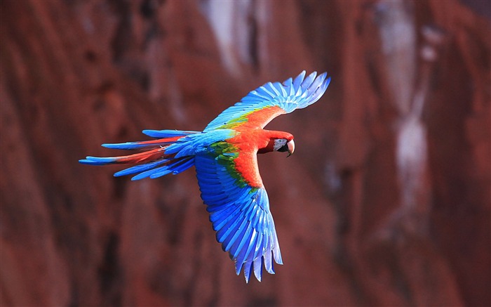 Ara perroquet volant-Photos Animal HD Fond d'écran Vues:15093