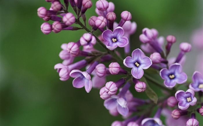 Macro Lilac Inflorescence-Fresh theme wallpaper Views:7560 Date:2016/8/27 3:29:36