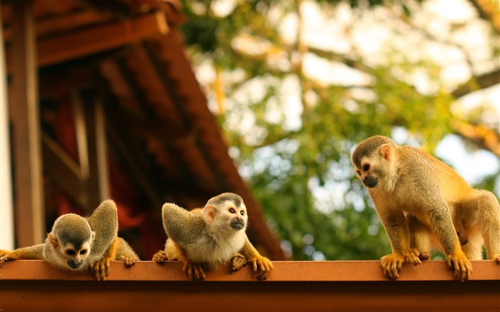 Monkeys Atelidae costa rica-Photos Animal HD Fond d'écran Vues:10895