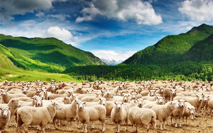 Montagnes troupeau de moutons-Photos Animal HD Fond d'écran Vues:32230