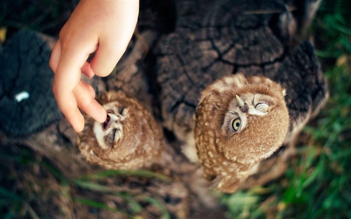 Owl arménie-Photos Animal HD Fond d'écran Vues:6685