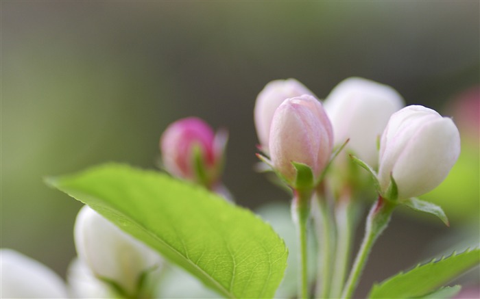 Pink Twig Spring Bud Leaf green Apple tree-Fresh theme wallpaper Views:6554 Date:2016/8/27 3:31:35