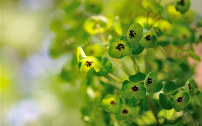 Plants Green Spurge-Fresh theme wallpaper Views:6033 Date:2016/8/27 3:33:33