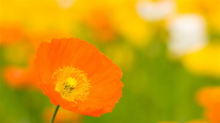 Poppies close up bokeh-Fleurs photo fond d'écran Vues:7491