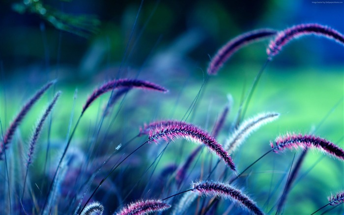 Purple Grass-2016 High Quality Wallpaper Views:7279 Date:2016/8/23 8:44:59