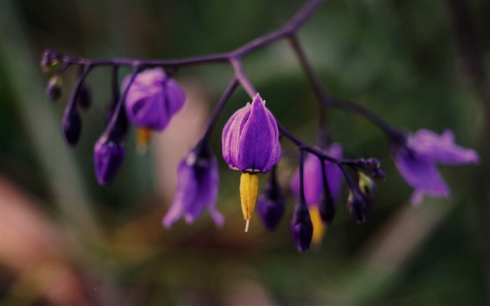 紫の花がクローズアップ-花の写真の壁紙 ブラウズ:6758