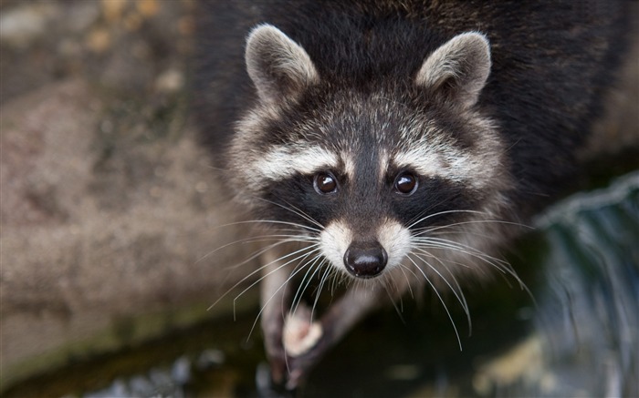 yeux Raccoon close-up-Photos Animal HD Fond d'écran Vues:13996