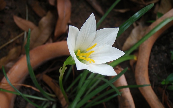 비가 흰 백합 - 고전적인 고품질 바탕 화면 찾아보기 :6279