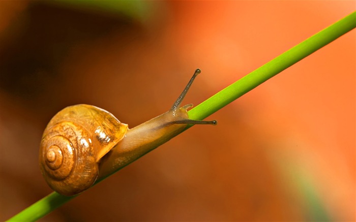 Snail grass crawl-Macro photography wallpaper Views:5443 Date:2016/8/15 9:12:12