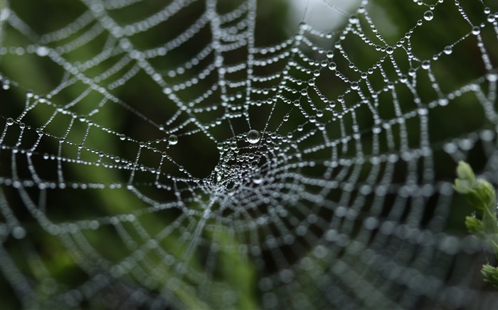 Spider Web close-up gouttes-2016 Fond d'écran haute qualité Vues:8657