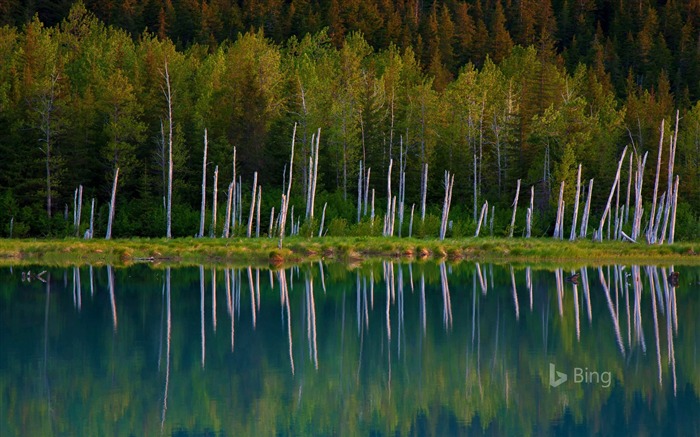 Bosque de Alaska Chugach National Forest-2016 Bing Fondos de escritorio Vistas:6671