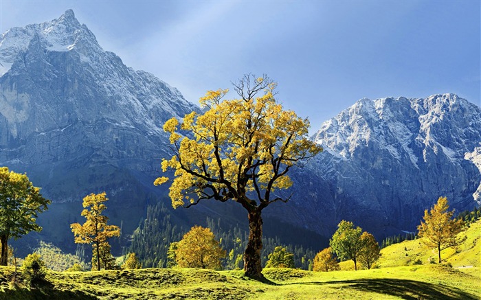 Autriche montagnes de seul arbre-Voyage Europe photographie fond d'écran Vues:9771