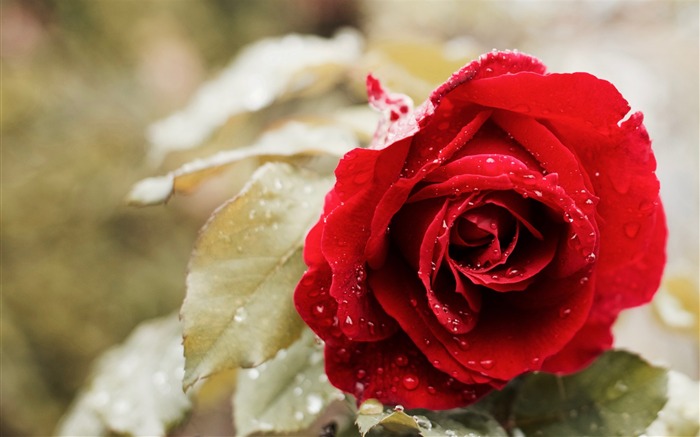 Lindo rosa vermelho macro-2016 Papel de parede de alta qualidade HD Visualizações:8616