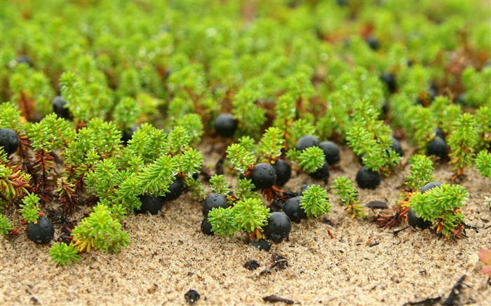 Berries grass gotas-Plantas Macro HD Wallpaper Visualizações:5824