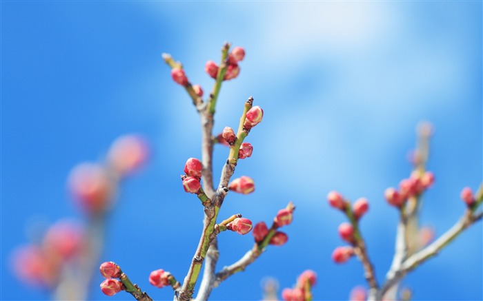 Flower buds bokeh-2016 High Quality HD Wallpaper Views:6052 Date:2016/9/13 9:45:27