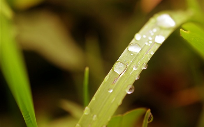 Grass cai superfície de orvalho - Plantas Macro HD Wallpaper Visualizações:5358