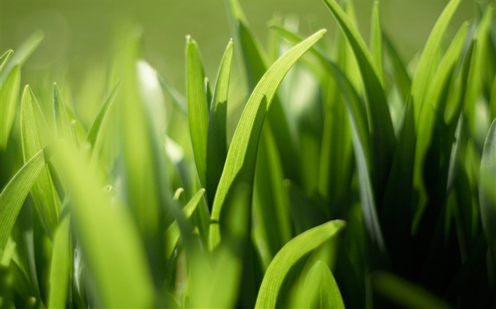 Grass green close-up - Plantas Macro HD Wallpaper Visualizações:5725