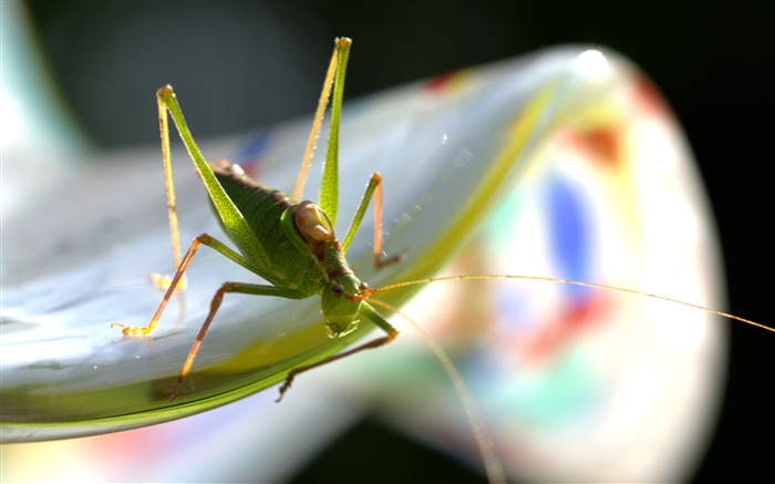 Planta de insetos Grasshopper close-up-2016 Papel de parede de alta qualidade HD Visualizações:7752