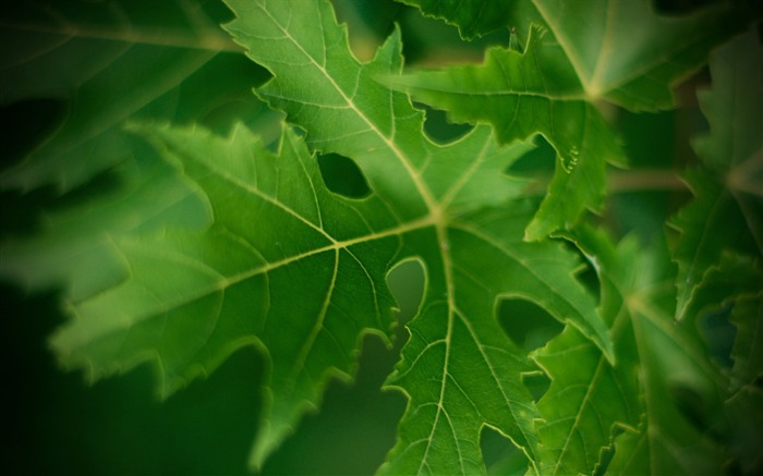 Papel de parede verde da folha bokeh-Plants Macro HD Visualizações:5722