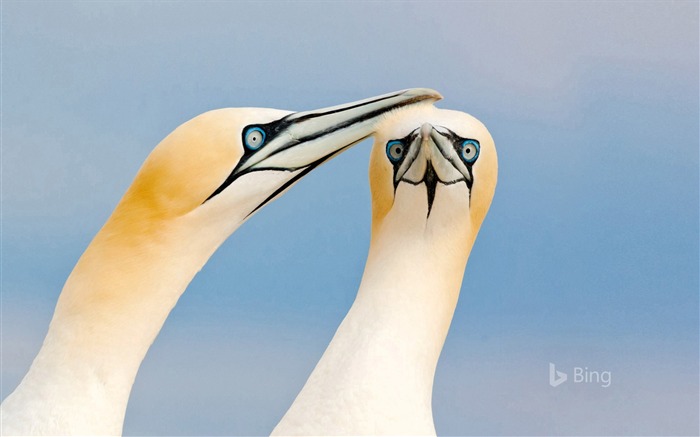 Îles Irlande fous de Bassan-2016 Bing Fond d'écran Vues:7310