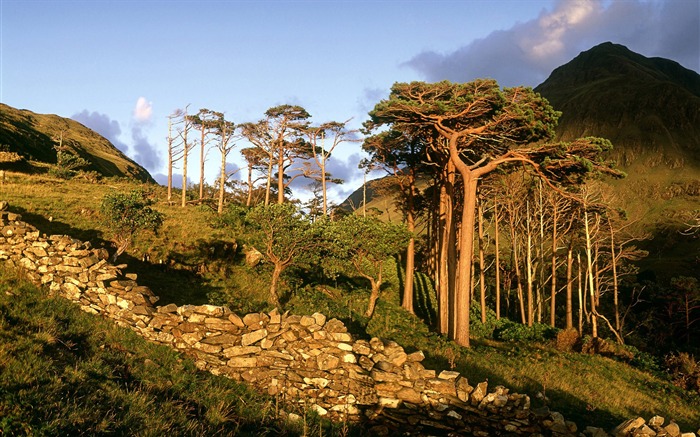 Irlande Montagnes Arbre Soleil-Voyage Europe photographie fond d'écran Vues:8281