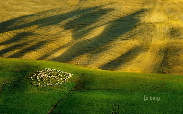 Italie Toscane moutons-2016 Bing Fond d'écran Vues:8975