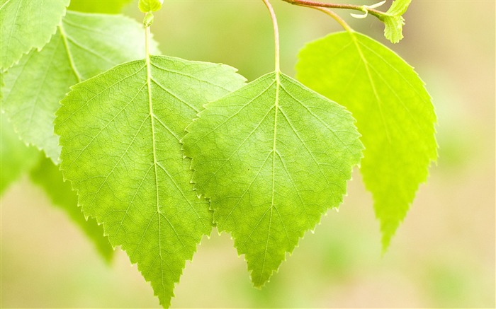 Folhas de vidoeiro luz verão brilhante-Plantas Macro HD Wallpaper Visualizações:5572