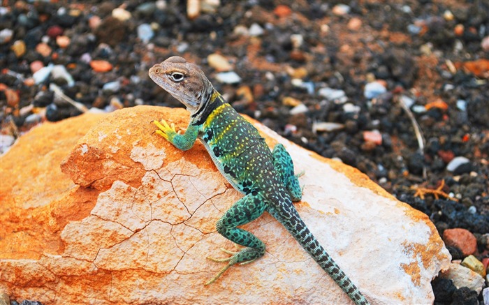 Lizard gecko stones-2016 Papel de parede de alta qualidade Visualizações:7272