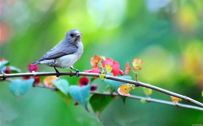 Poorna Kedar small bird-Animal High Quality Wallpaper Views:6849 Date:2016/9/24 7:20:22