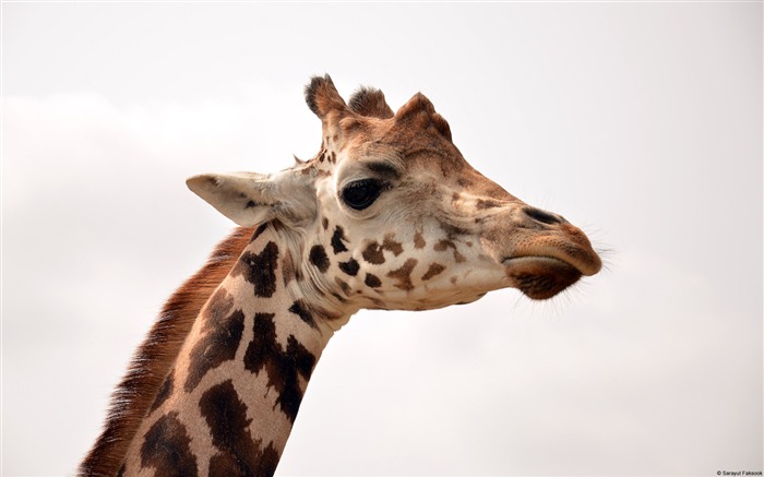 Saray Utfaksook Giraffe-Animal High Quality Wallpaper Views:6453 Date:2016/9/24 7:17:50