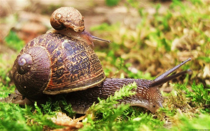 Papel de Parede de Fundo de Alta Qualidade da Foto Mundial de Animais Visualizações:25132