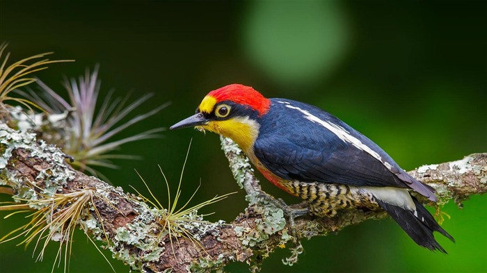 A yellow-fronted woodpecker in Brazil-2016 Bing Desktop Wallpaper Views:7497 Date:2016/10/23 9:48:04