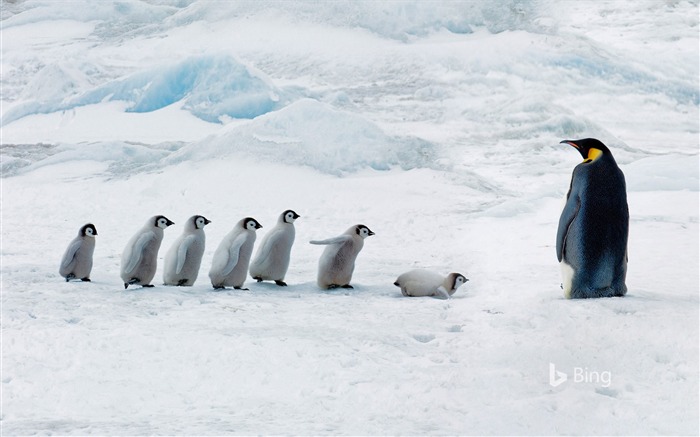 Antarctica Emperor penguin Snow Hill Island-2016 Bing Desktop Wallpaper Views:17055 Date:2016/10/23 9:53:51