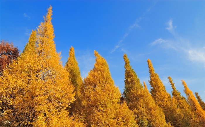 arbres d'automne feuilles de ciel-paysages Haute Qualité Fond d'écran Vues:6250