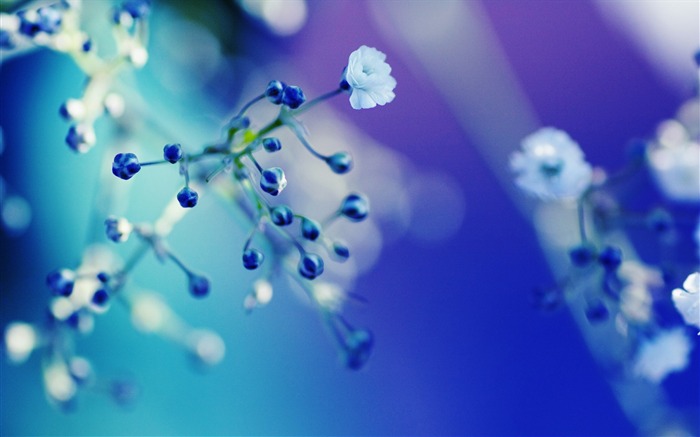 Papel de Parede de Flores azuis bokeh-Fresh Nature HD Visualizações:13820