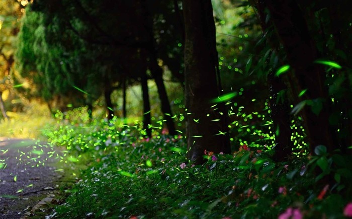 arbres d'herbe feuilles volantes-paysages Haute Qualité Fond d'écran Vues:8566