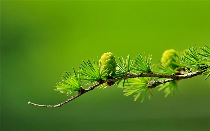 Conifere verde cone-Fresh Nature HD Wallpaper Visualizações:6732