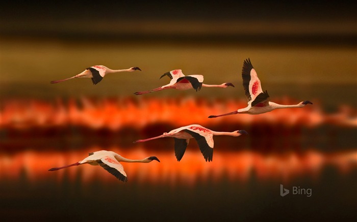 Lesser flamingos in Tanzania-2016 Bing Desktop Wallpaper Views:9516 Date:2016/10/23 9:56:46