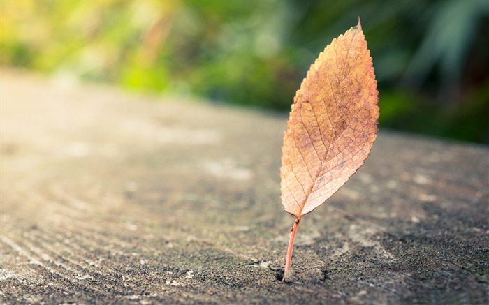 Lonely leaf macro bokeh-HD Retina Wallpaper Views:6885 Date:2016/10/2 11:12:39