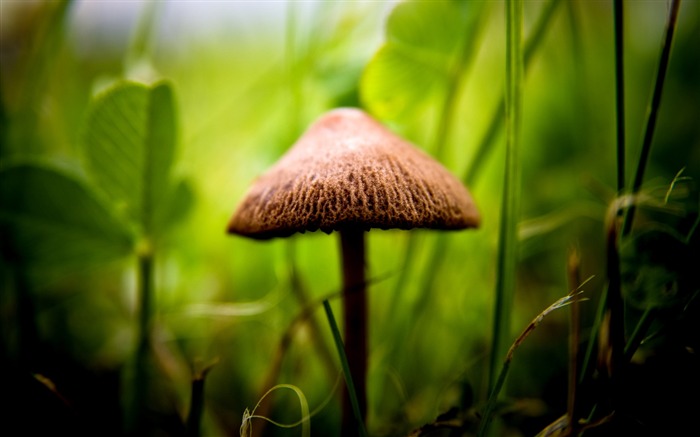 Cogumelo entre grama verde-papel de parede Fresh Nature HD Visualizações:8560