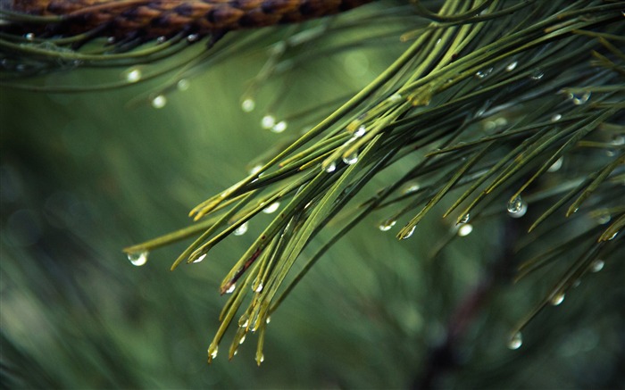 Papel de Parede de Árvore de Pinheiro-Natureza Fresca HD Visualizações:10658