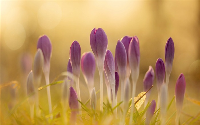 Botões roxos de crocus-Fresh Nature HD Visualizações:8097