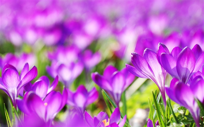 fleurs de crocus pourpres-2016 Haute Qualité HD Fond d'écran Vues:8565