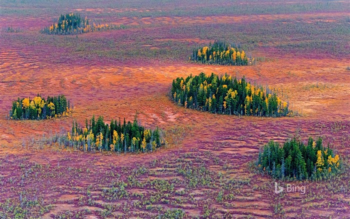 Russia Autumn in the East Siberian taiga-2016 Bing Desktop Wallpaper Views:9070 Date:2016/10/23 9:51:14