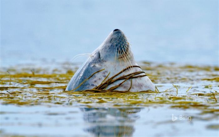 Scotland A harbor seal near Islay-2016 Bing Desktop Wallpaper Views:7849 Date:2016/10/23 9:46:47