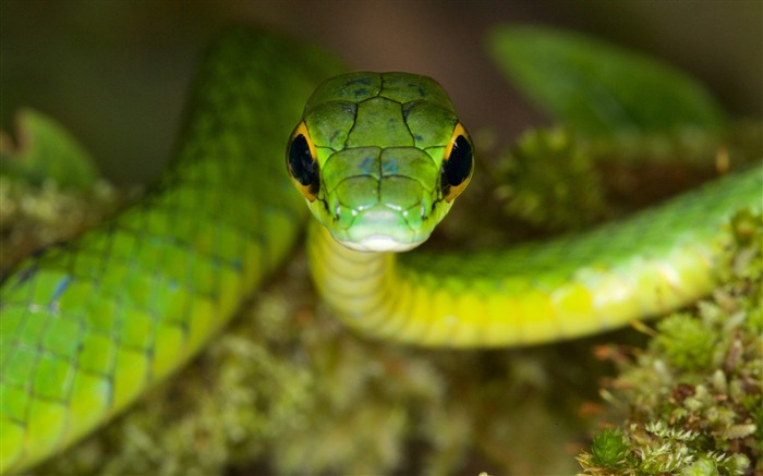 Snake danger eyes-Animal High Quality Wallpaper Views:10183 Date:2016/10/31 5:04:48