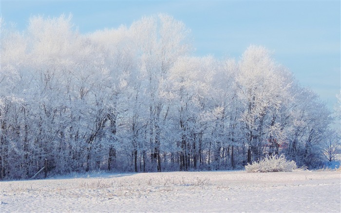 Winter forest snow trees-Scenery Papéis de Parede de Alta Qualidade Visualizações:10835