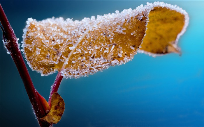 Folha congelada de inverno - papel de parede Fresh Nature HD Visualizações:8390